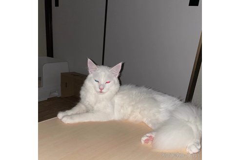 朱騰飛ブリーダーの詳細