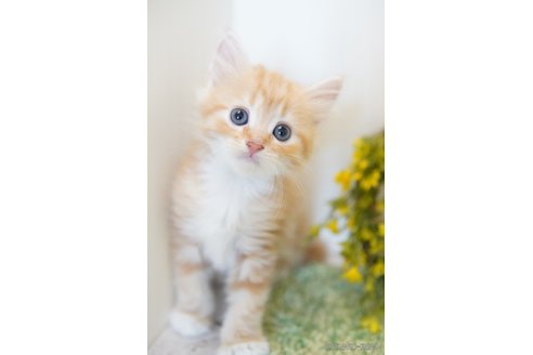 ミヌエットの子猫を探す（36ページ目）｜子猫ブリーダーナビ