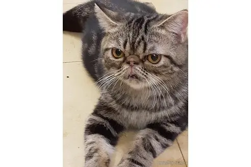 エキゾチックショートヘア/ ワイヤーアートワイヤークラフト