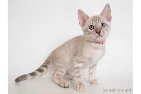 cat_img_1_13eaa43a0db7.png