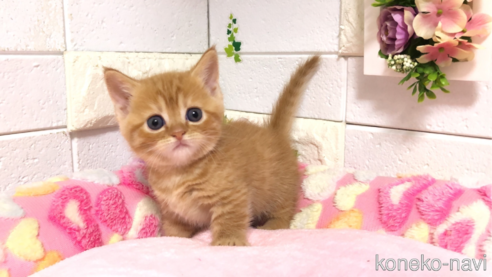 マンチカンの子猫を探す（54ページ目）｜子猫ブリーダーナビ