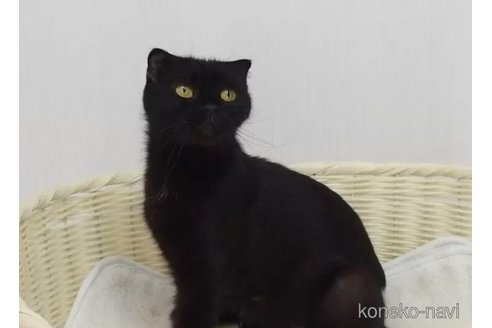販売中のスコティッシュフォールドの親猫