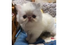 西村久之ブリーダー