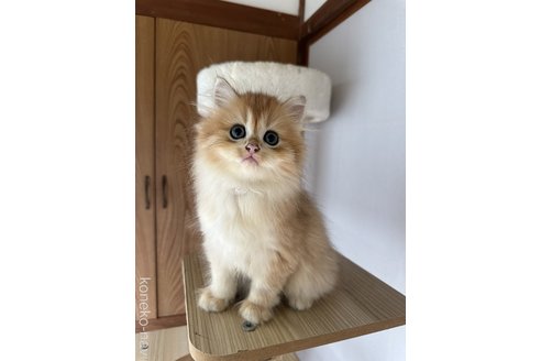 程代斌ブリーダーの詳細の1枚目