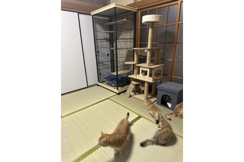 程代斌ブリーダー｜子猫ブリーダーナビ