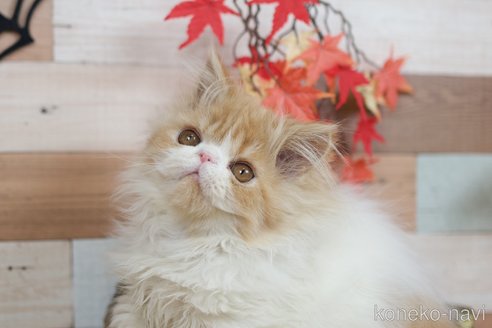 エキゾチックショートヘアの子猫を探す（6ページ目）｜子猫