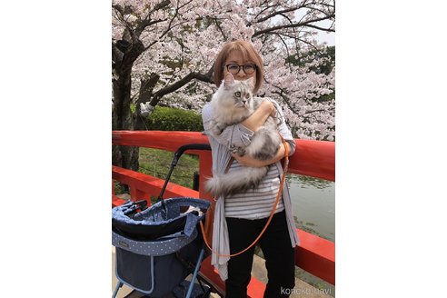 角谷容子ブリーダーの詳細の1枚目