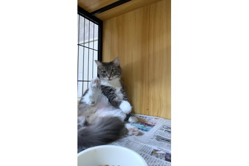 山本久美子ブリーダーの詳細