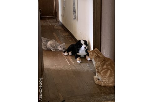 山本久美子ブリーダーの詳細