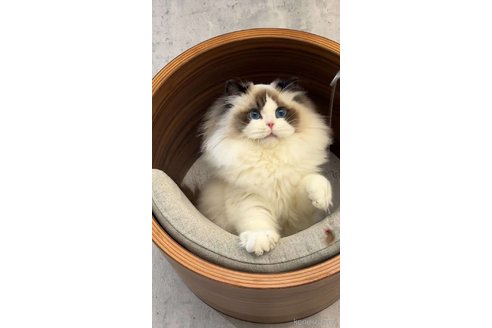 弓暁峰ブリーダーの詳細