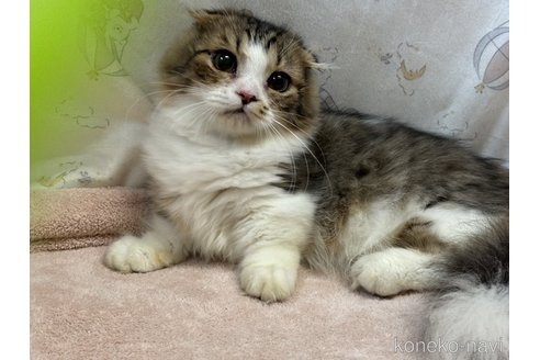 大木光子ブリーダーの詳細