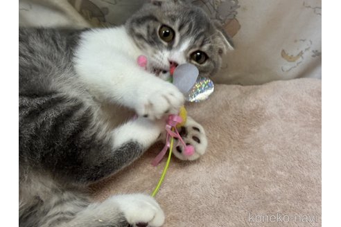 大木光子ブリーダーの詳細