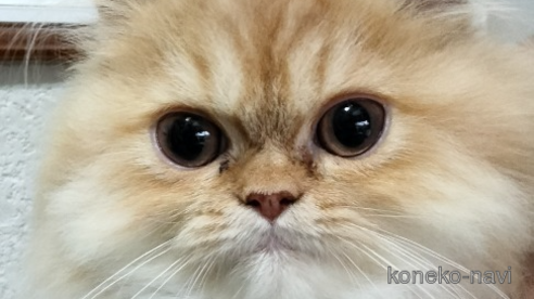 エキゾチックロングヘアの子猫を探す｜子猫ブリーダーナビ