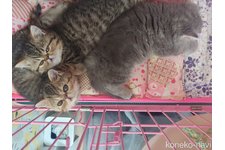 小林麻矢ブリーダー