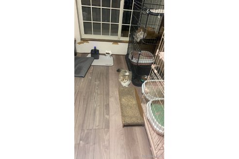 舒媛ブリーダーの詳細