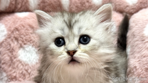 サイベリアンでシルバー系の子猫を探す｜子猫ブリーダーナビ