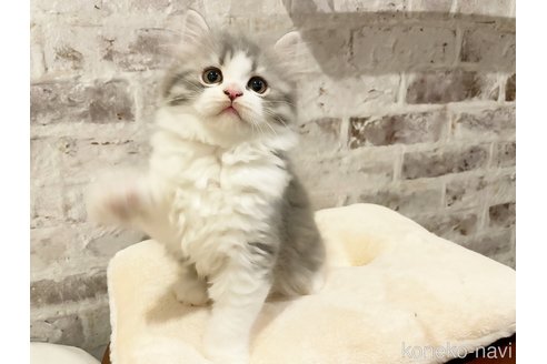 シューコービゴ、ベロ猫男の子 心細