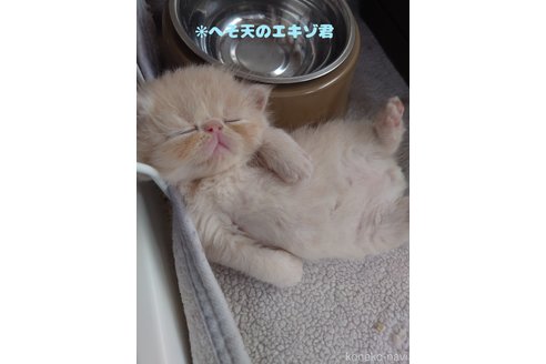 梅野結希恵ブリーダーの詳細