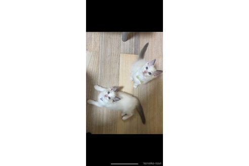 梅野結希恵ブリーダーの詳細