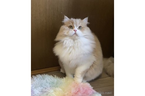 舒媛ブリーダーの詳細の1枚目
