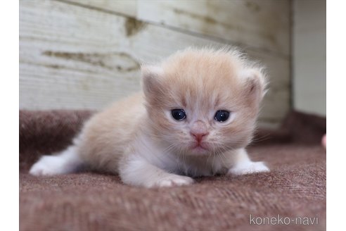サイベリアンの子猫を探す（15ページ目）｜子猫ブリーダーナビ