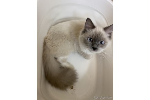 山田かおりブリーダーの詳細の1枚目