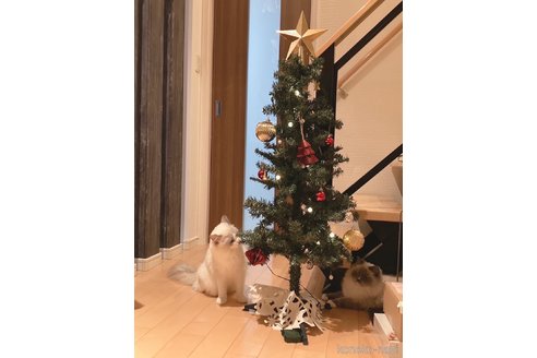 山田かおりブリーダーの詳細