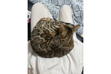 岩川貴恵ブリーダー