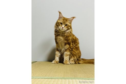 坂本りえブリーダーの詳細