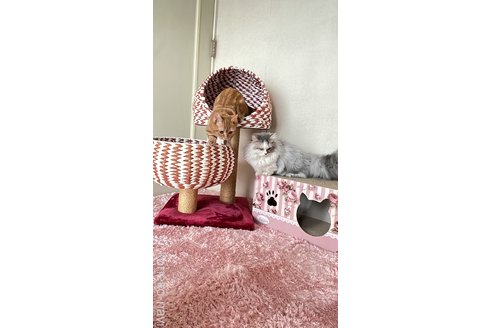 木部泉ブリーダーの詳細