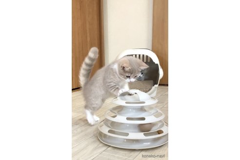 関口カオリブリーダーの詳細