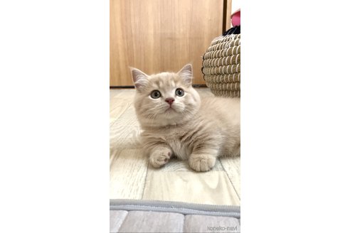 関口カオリブリーダーの詳細