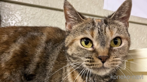 アメリカンショートヘアでブラウン系の子猫を探す｜子猫