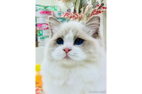 富田ようこブリーダーの詳細の1枚目