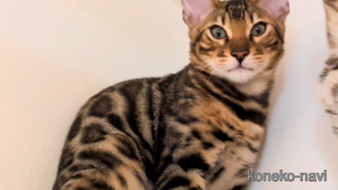 ベンガルでブラック系の子猫を探す｜子猫ブリーダーナビ