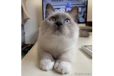 加藤知栄子ブリーダー