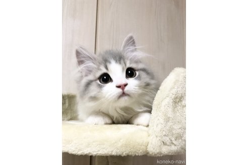 小山栄治郎ブリーダー｜子猫ブリーダーナビ