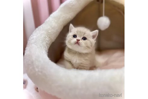三重県のブリティッシュショートヘア｜女の子・2024/11/13生まれ・パパ猫外産♡ 人懐っこい寂しがり屋さん♡ 毛色：ライラックゴールデン（ ショートヘア）（子猫ID：104472）｜子猫ブリーダーナビ