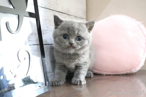 大嶽頼子ブリーダーのブリティッシュショートヘアの子猫