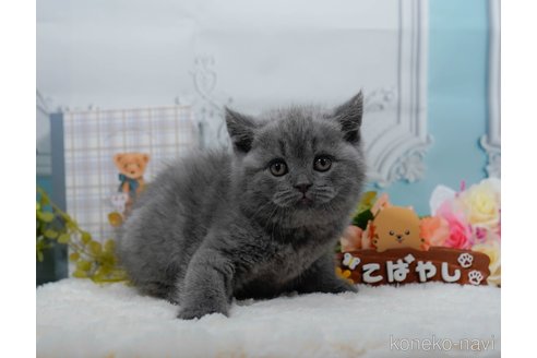 東京都でブリティッシュショートヘアの子猫を探す｜子猫ブリーダーナビ