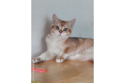 稲山恵子ブリーダーの詳細の1枚目