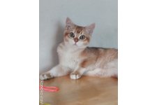 稲山恵子ブリーダー