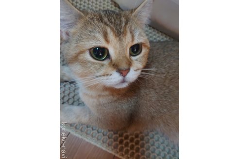 稲山恵子ブリーダーの詳細