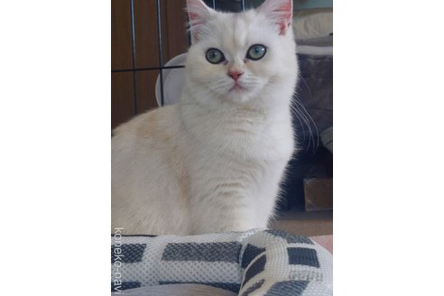 稲山恵子ブリーダーの詳細