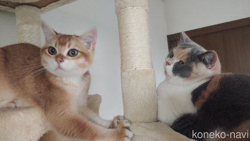 稲山恵子ブリーダーの詳細