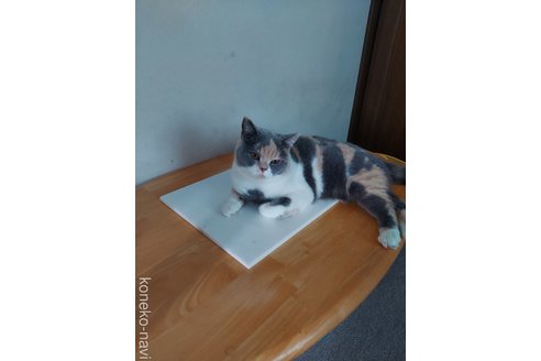 稲山恵子ブリーダーの詳細