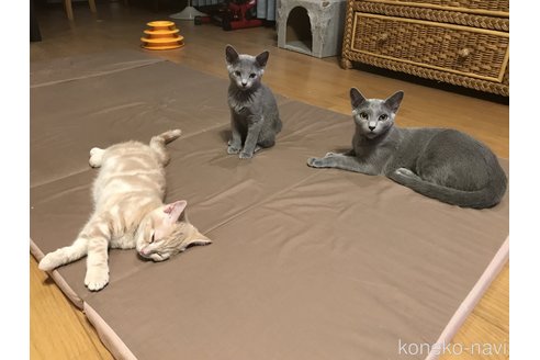 倉島智視ブリーダーの詳細