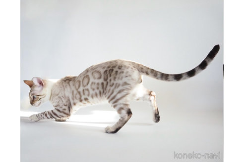 黒いヒゲ : ベンガル猫ブログ ねこちん！猫とオッサンの賃貸生活