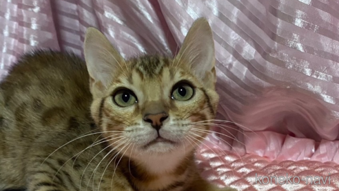 ベンガルでブラウン系の子猫を探す｜子猫ブリーダーナビ