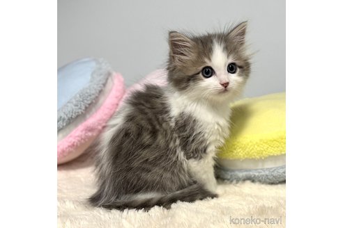 東海でサイベリアンの子猫を探す（14ページ目）｜子猫ブリーダーナビ